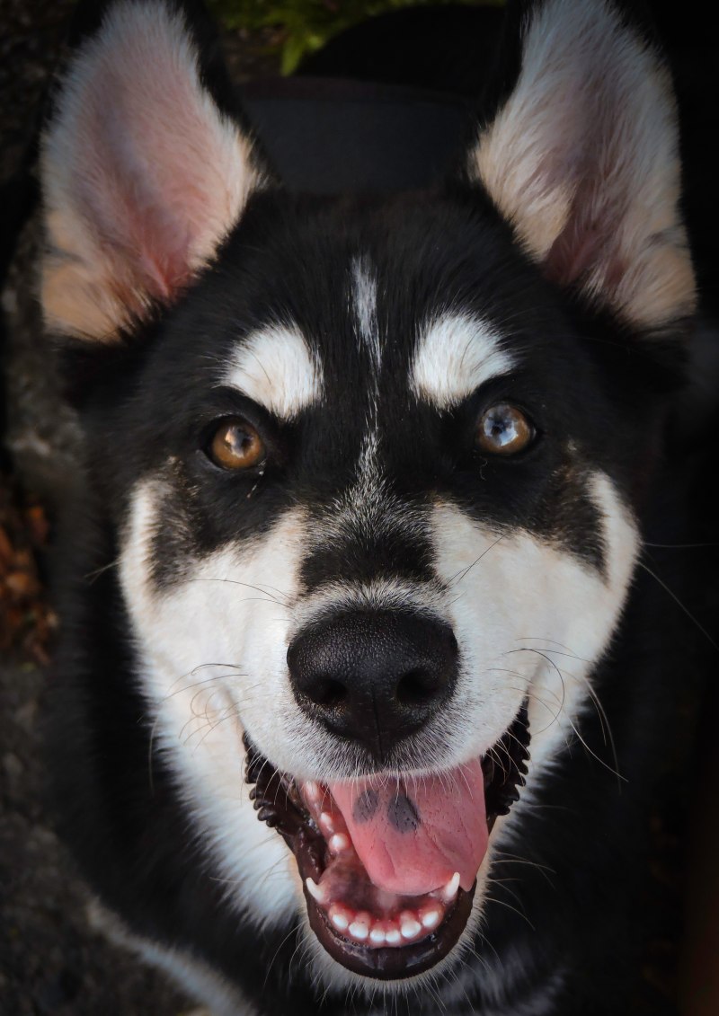 Хаски Кемп / Husky Camp