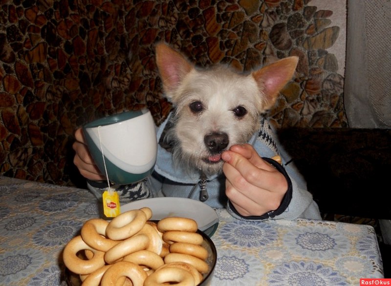 Неприятный запах животных