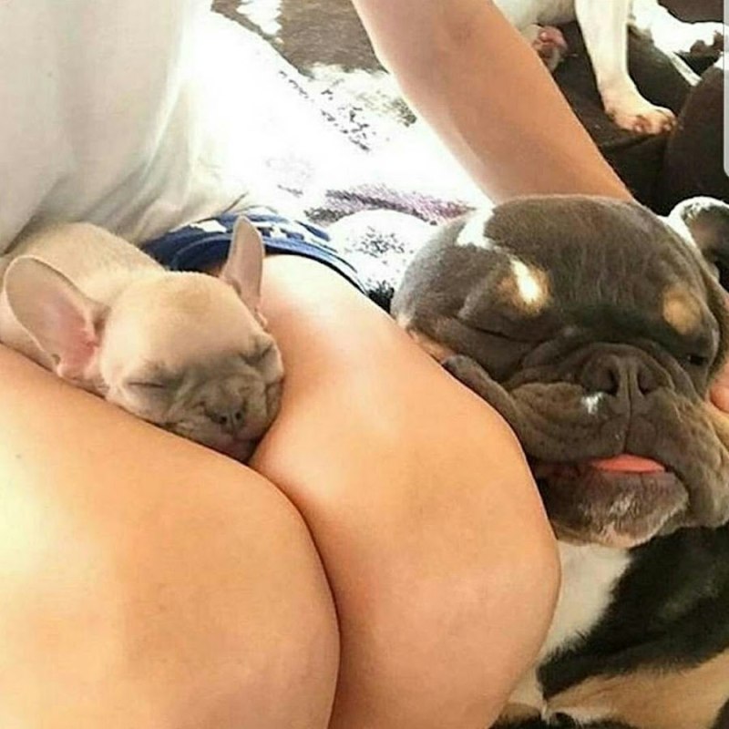 Собака отлизывает женщине