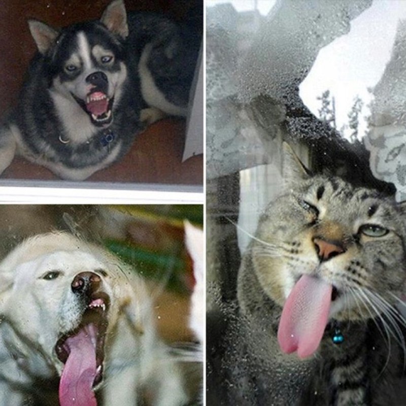 Собака лижет
