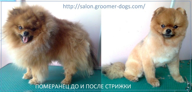 Шпиц после короткой стрижки