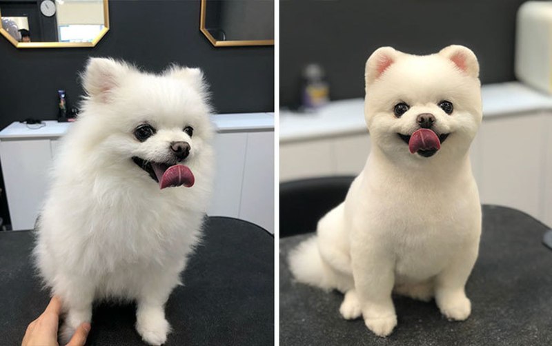 Собака которая любит стричься