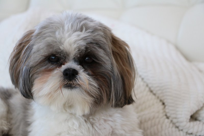 Ши-тцу (Shih Tzu