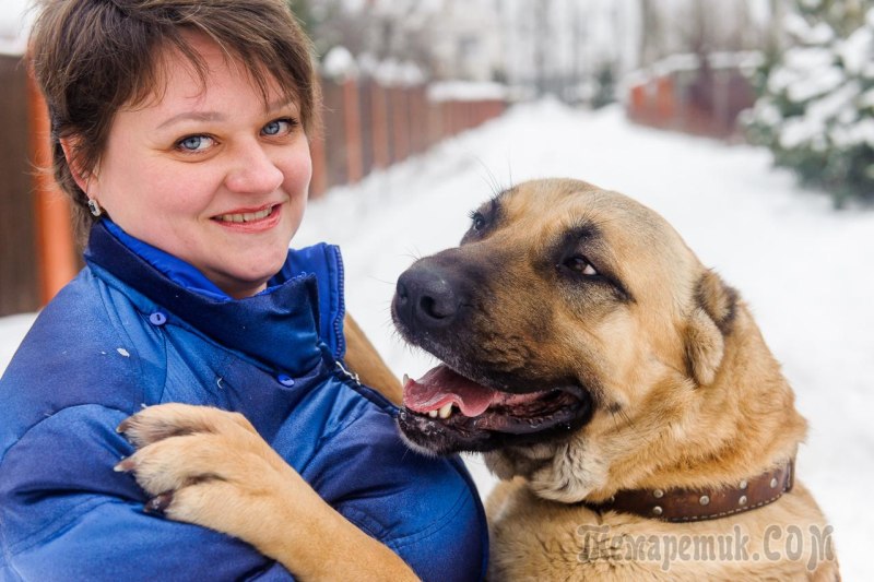 Турецкий кангал щенок