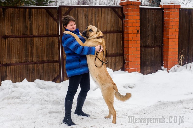 Anatolian Shepherd