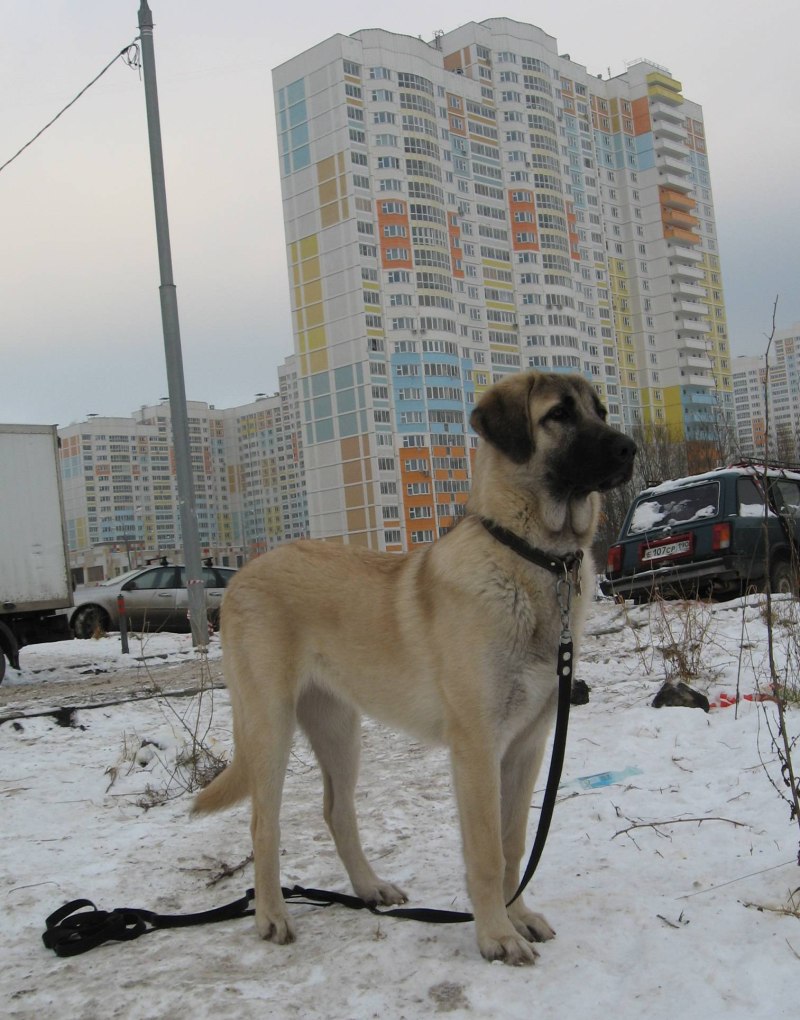 Кангал купированный