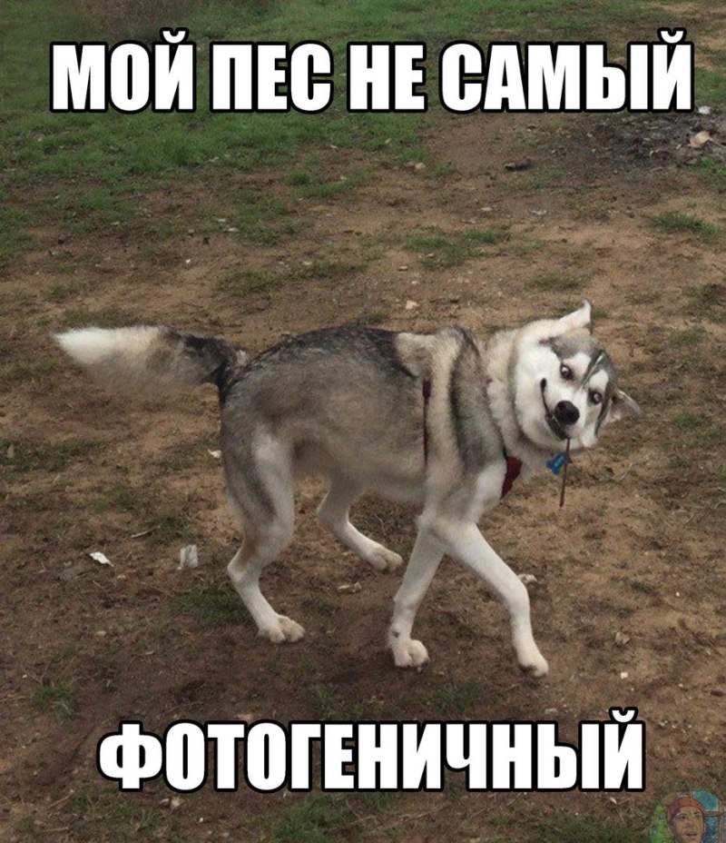 Табличка собакам не гадить