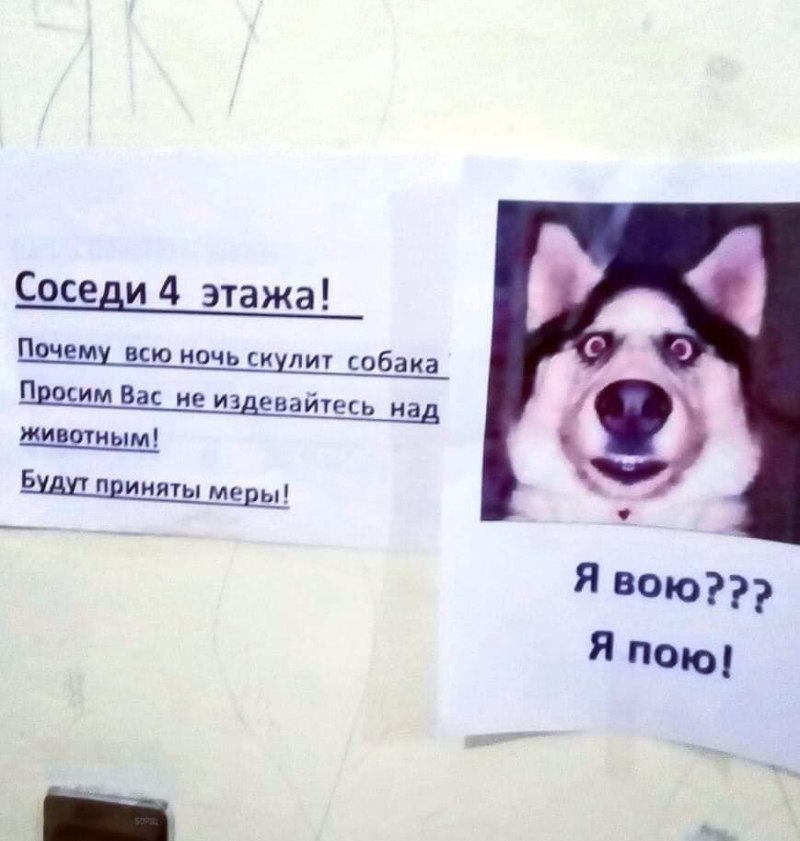 Мопс в туалете