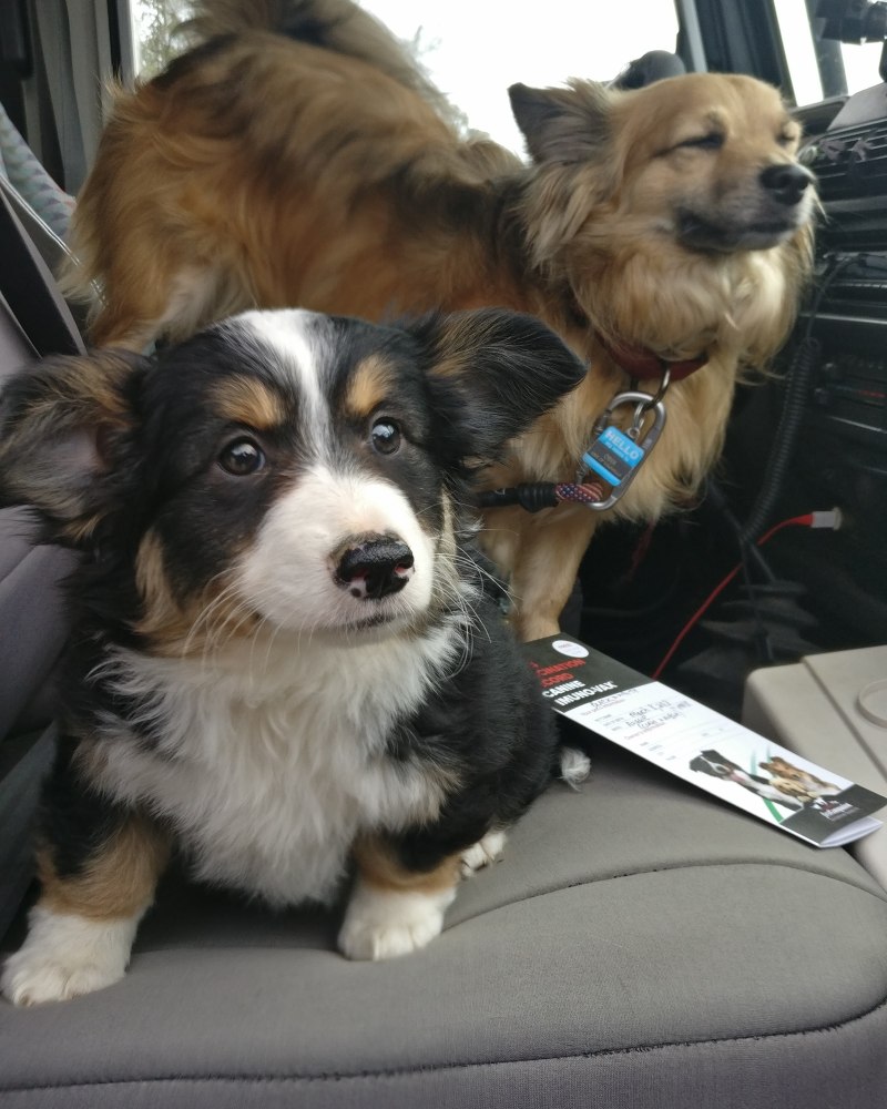 Cavapoo мальтипу