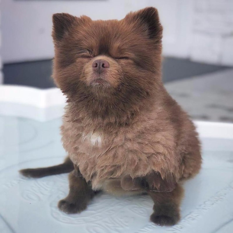 Собака эм