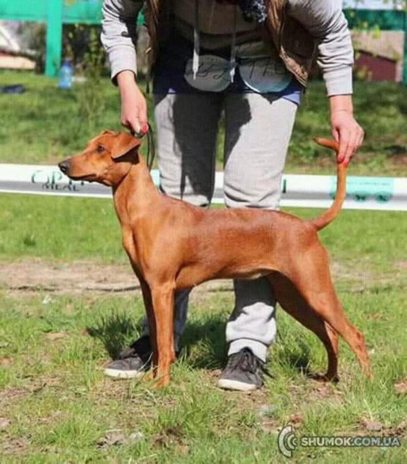 Немецкий пинчер и Цвергпинчер