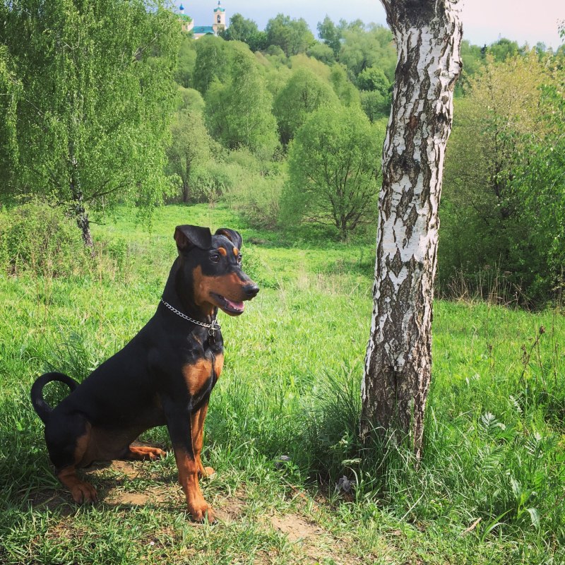 Немецкий пинчер