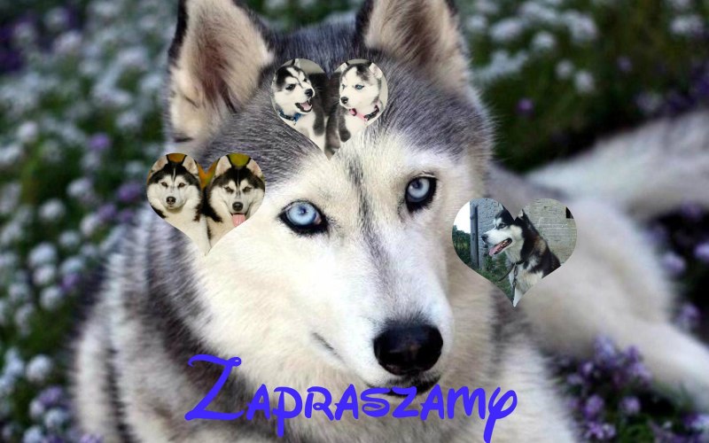 Хаски арт