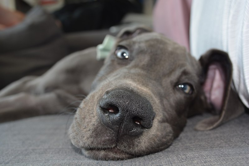 Dog licking Lips