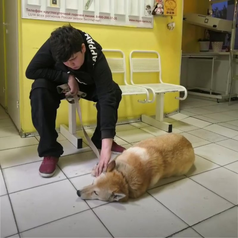 Dog is having a seizure while sleeping