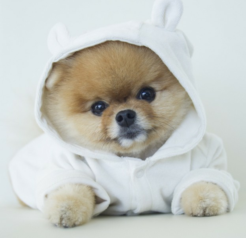 Померанский шпиц Boo
