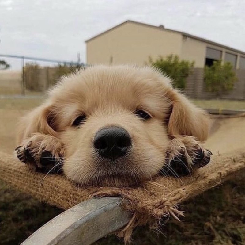 Милая собака