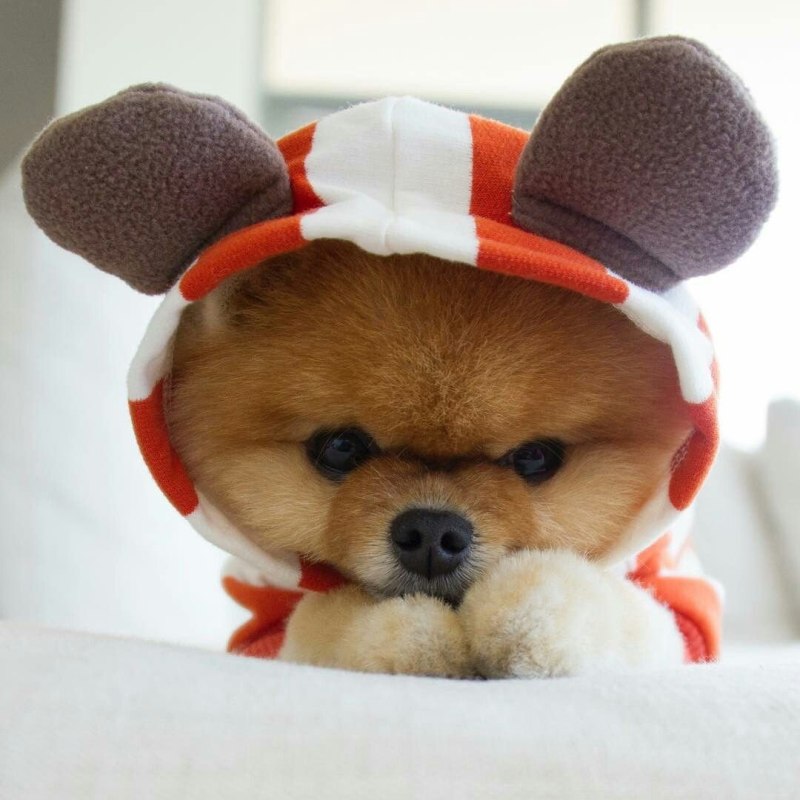 Померанский шпиц jiffpom