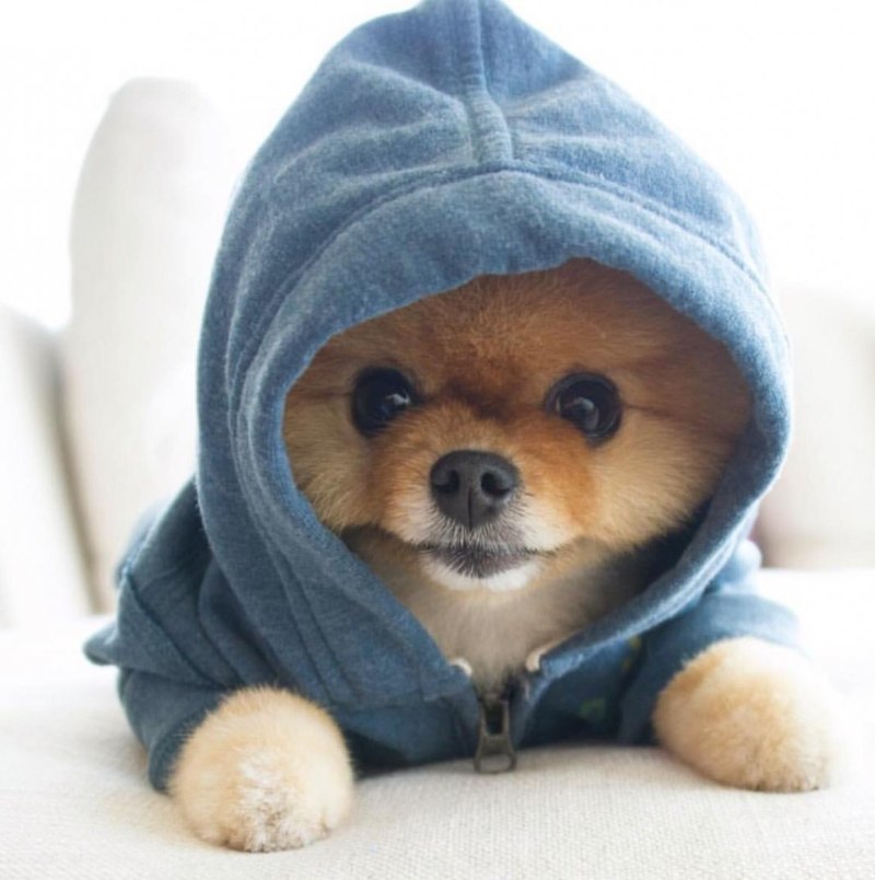 Померанский шпиц jiffpom