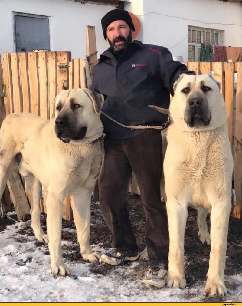 Кангал собака и алабай