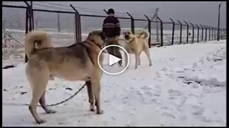 Алабай Михаил