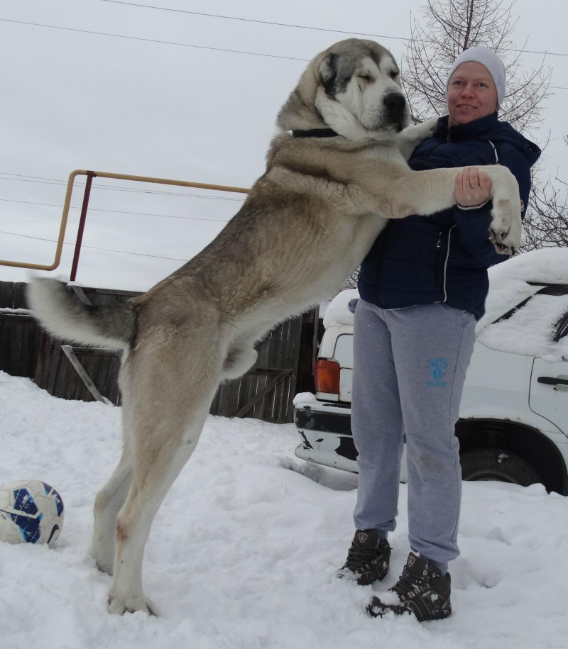Турецкий алабай кангал