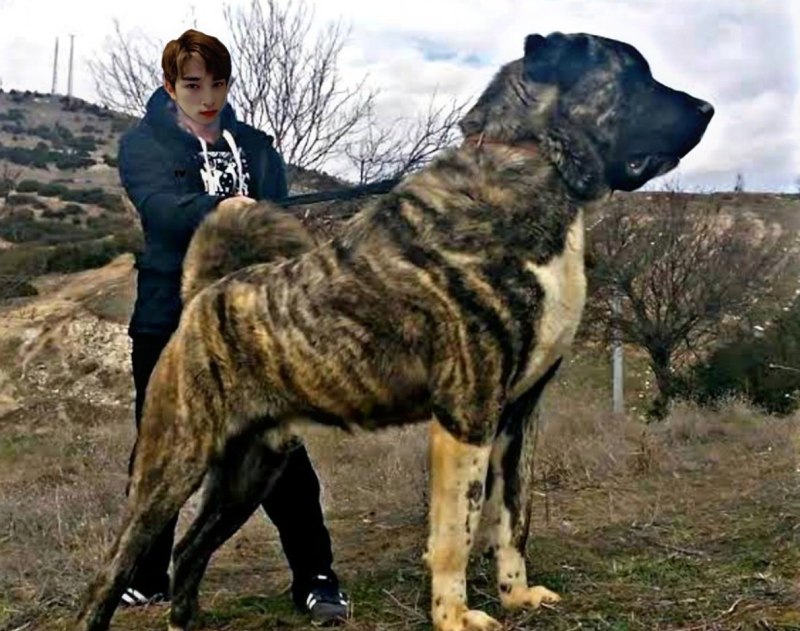 Турецкий собака кангал бой