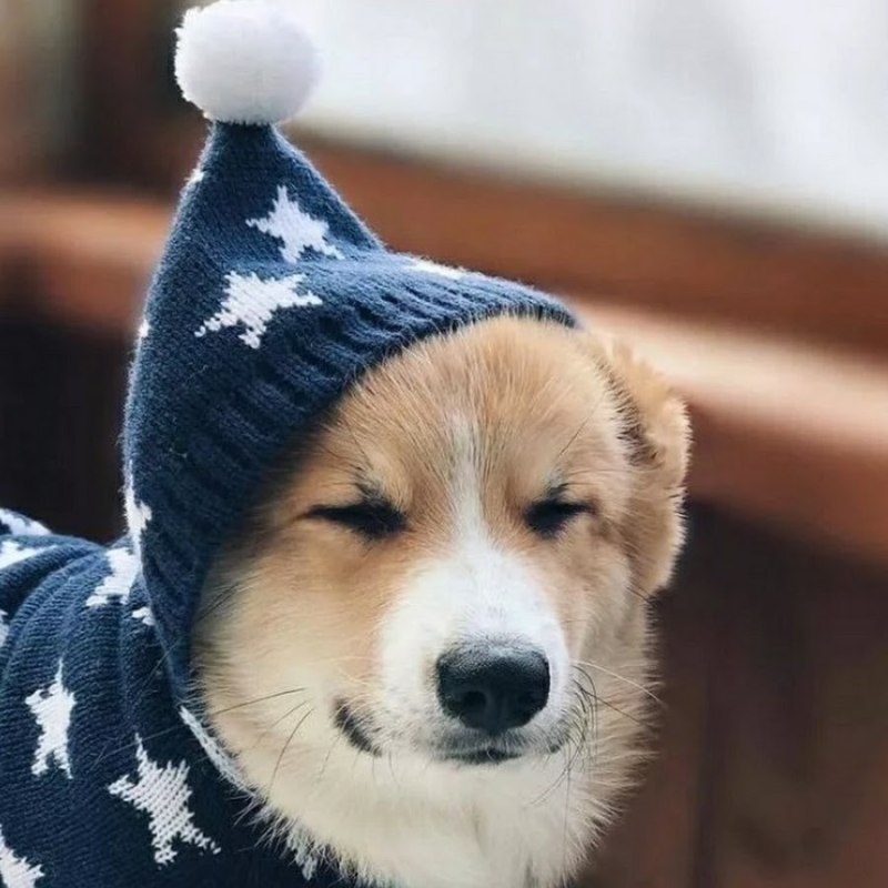 Милые собачки