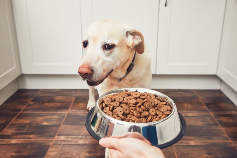 Eukanuba Breed specific Labrador Retriever