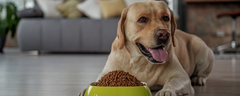 Royal Canin ши тцу 500 гр