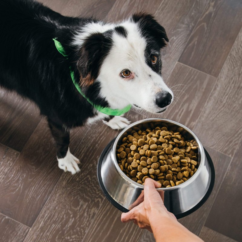 Корм для собак Eukanuba