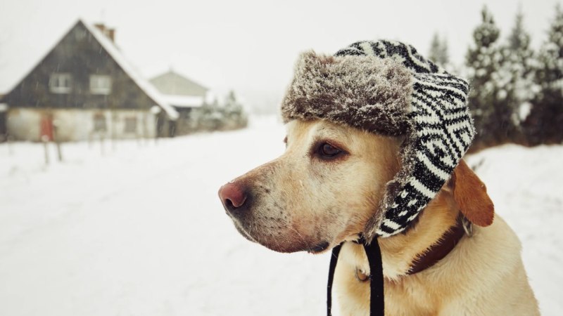 Замерзшая собака