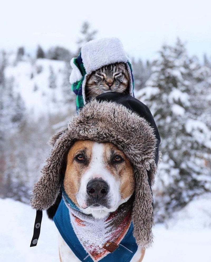 Животные в шапках