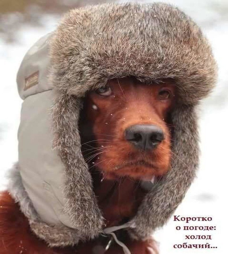 Смешная ушанка