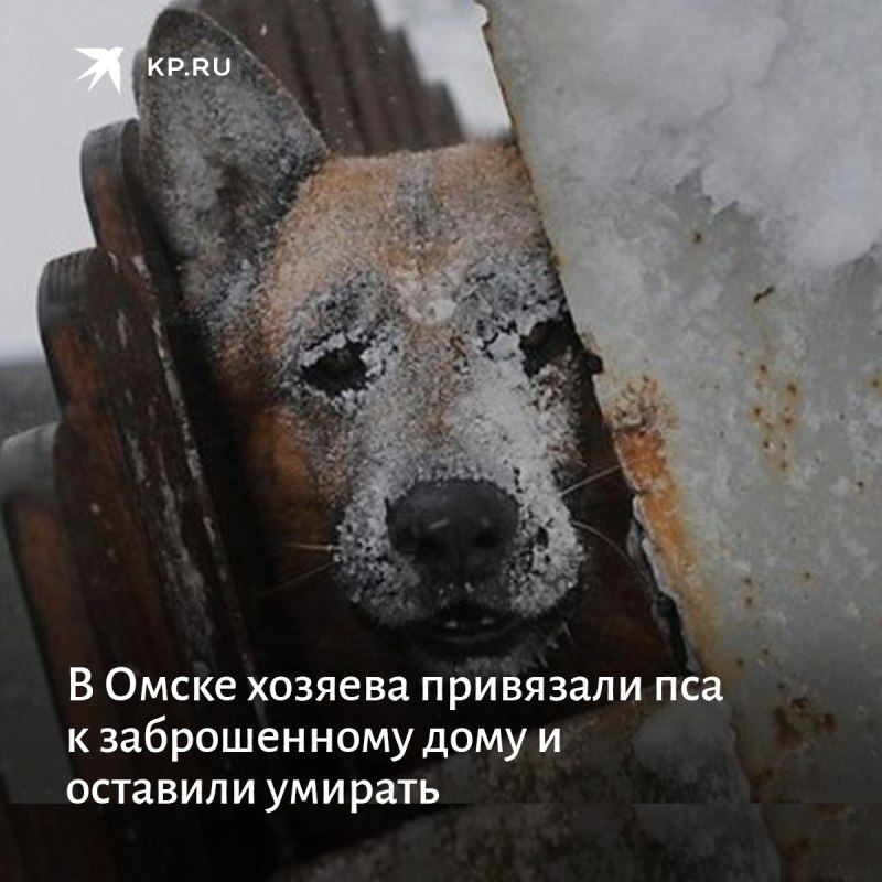 Холод собачий картинки