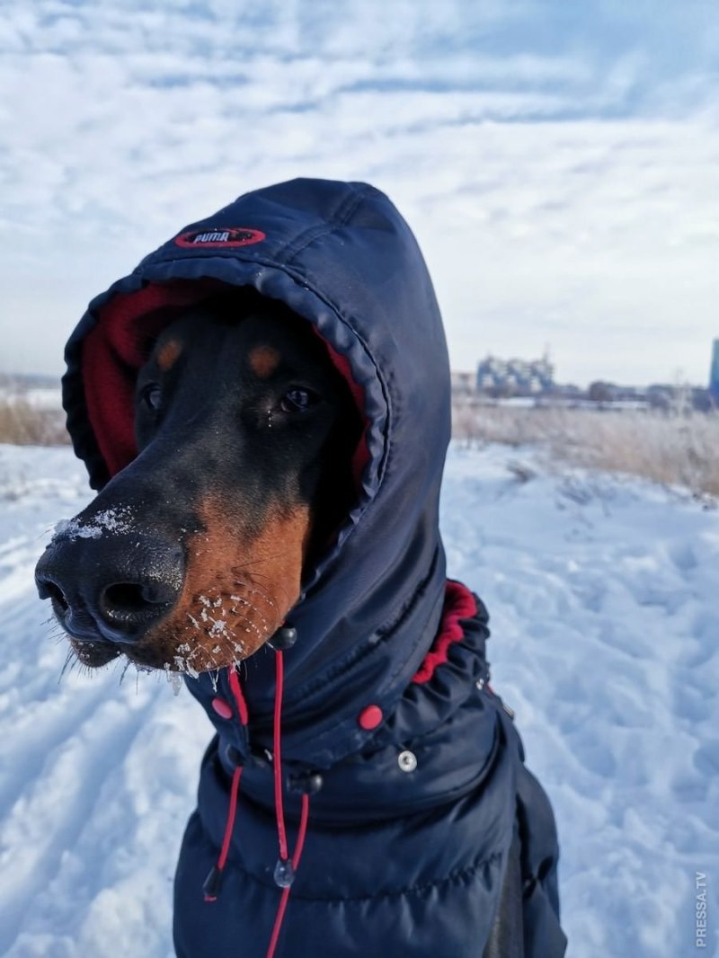Фразеологизм собачий холод