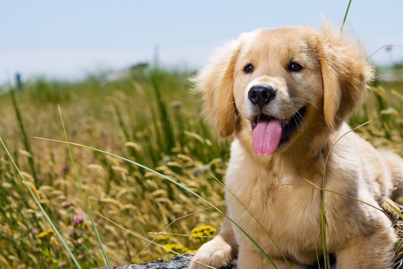 Золотистый ретривер Golden Retriever