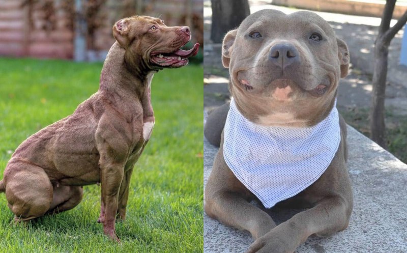 Meet a Multi-titled American Pit bull Terrier!