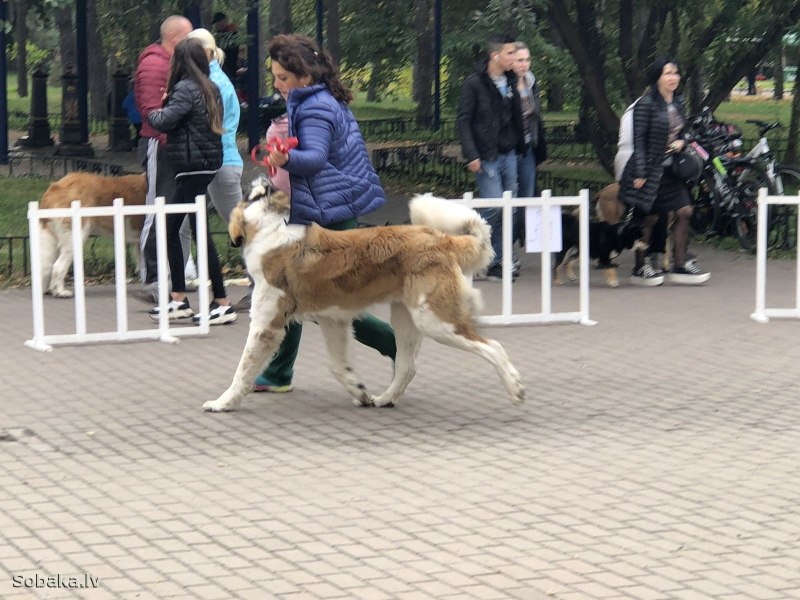 Тамаскан собака