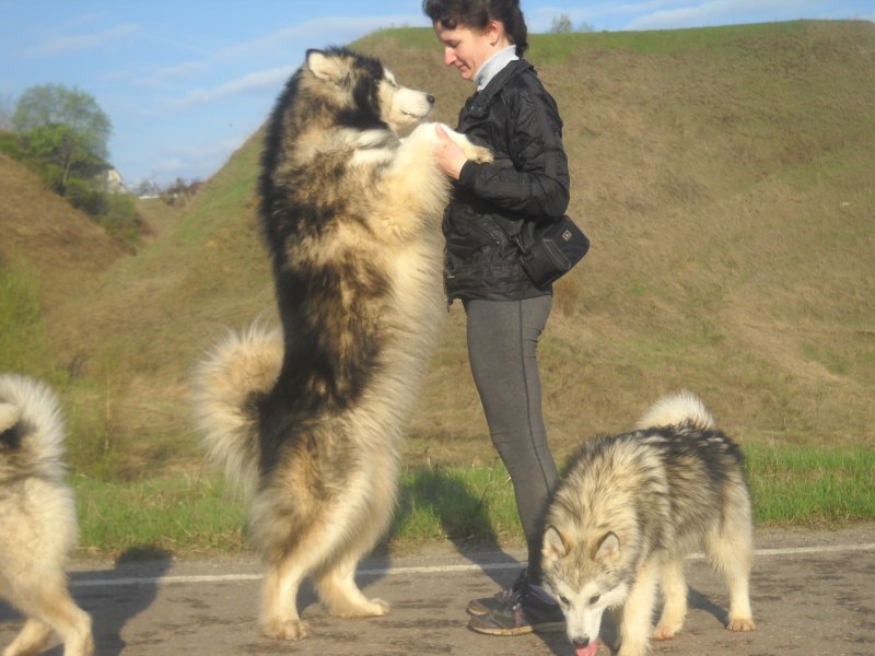 Восточносибирская Чайка