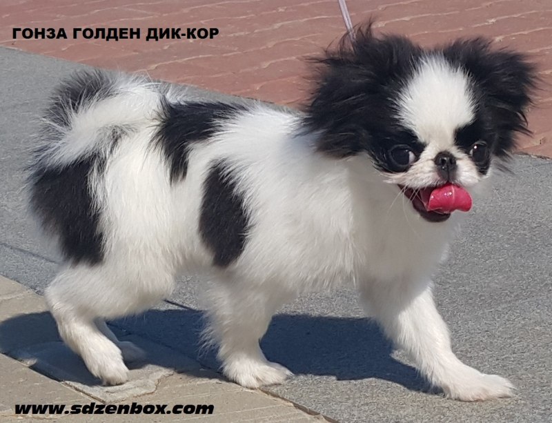 Щенки толстые лохматые