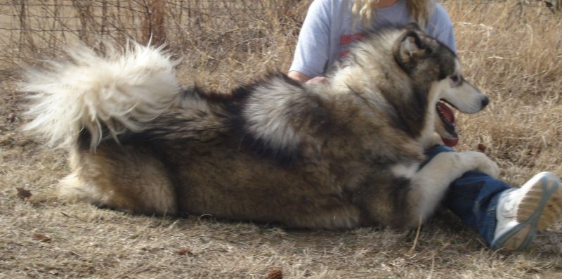 Giant Alaskan Malamute