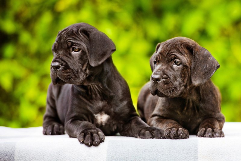 Кане Корсо (Cane Corso)