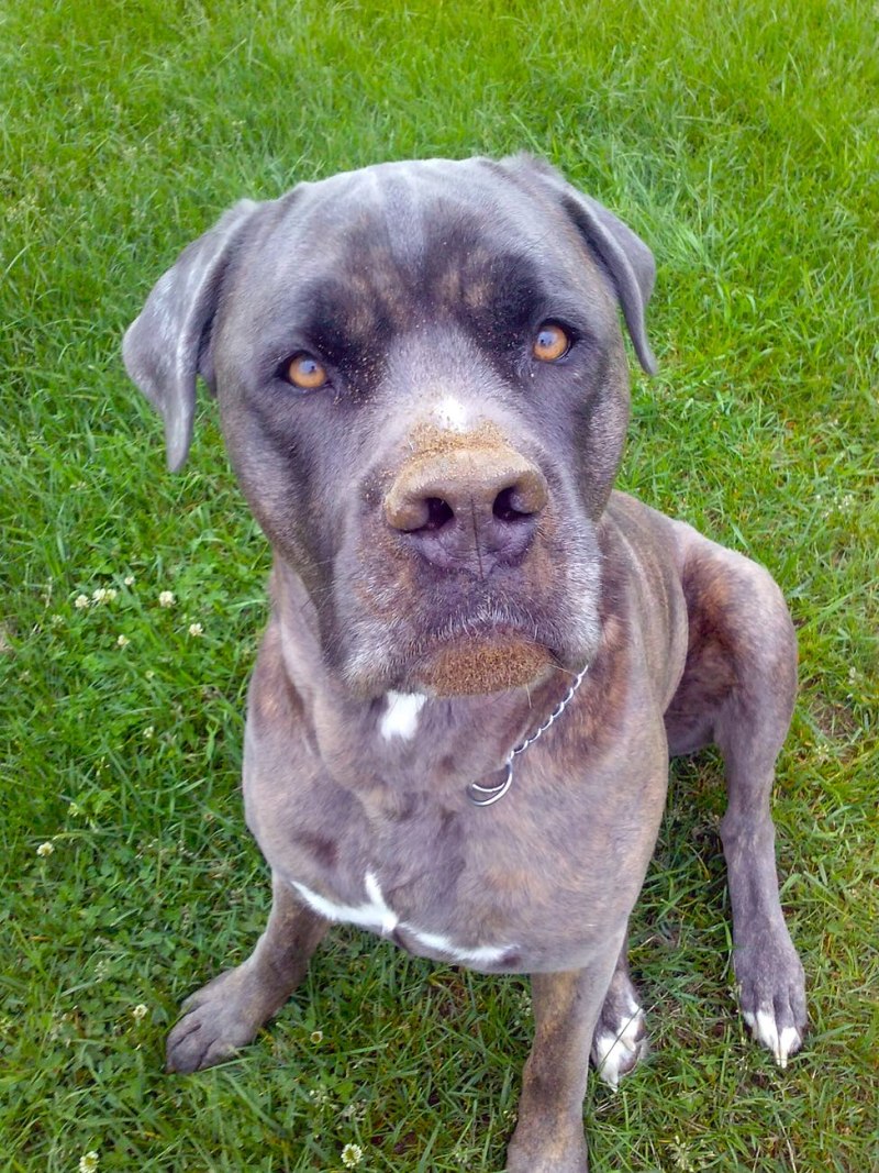 Cane Corso mouth