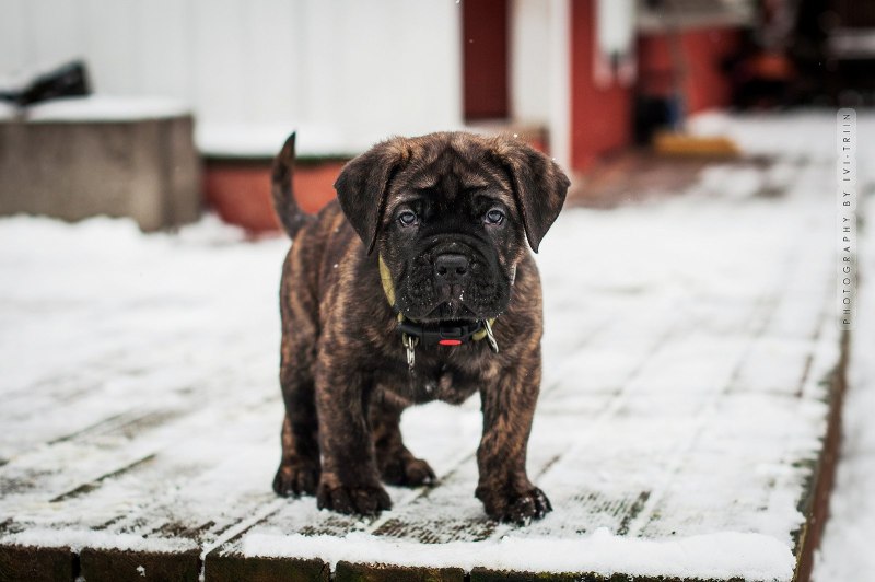 Неаполитанский мастиф фото