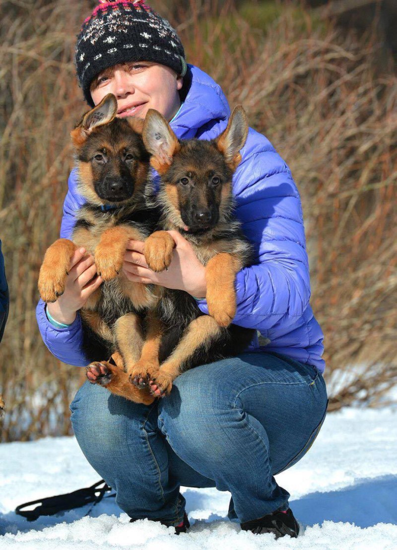 Воспитание овчарки