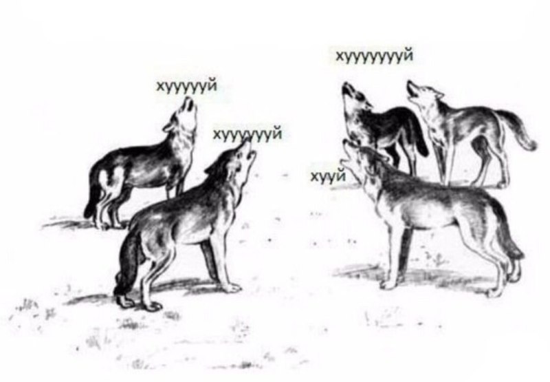 Динго в Австралии