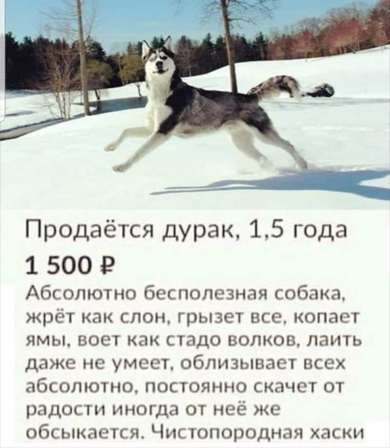 Гавкающий сыщик собак Эльфрида Карлсон