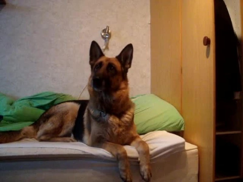 Джек Рассел терьер