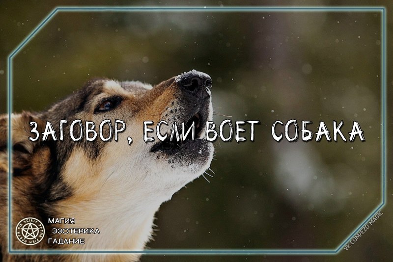Воет собака соседская к чему